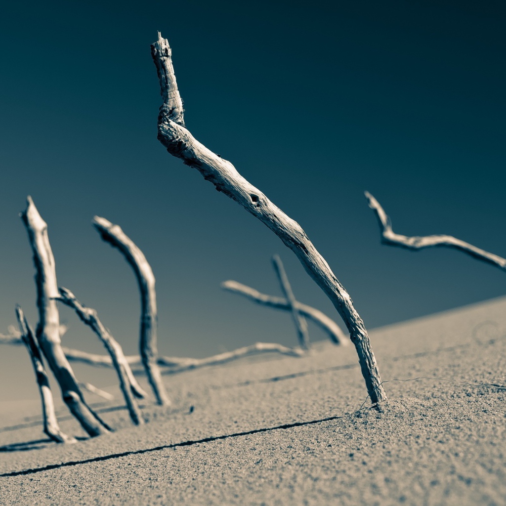 Сухие ветки торчат в песке