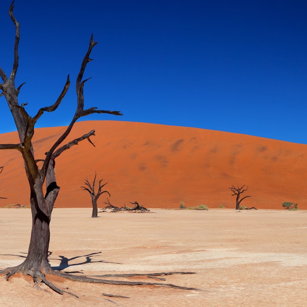 Сухие стволы деревьев на фоне песчаного бархана