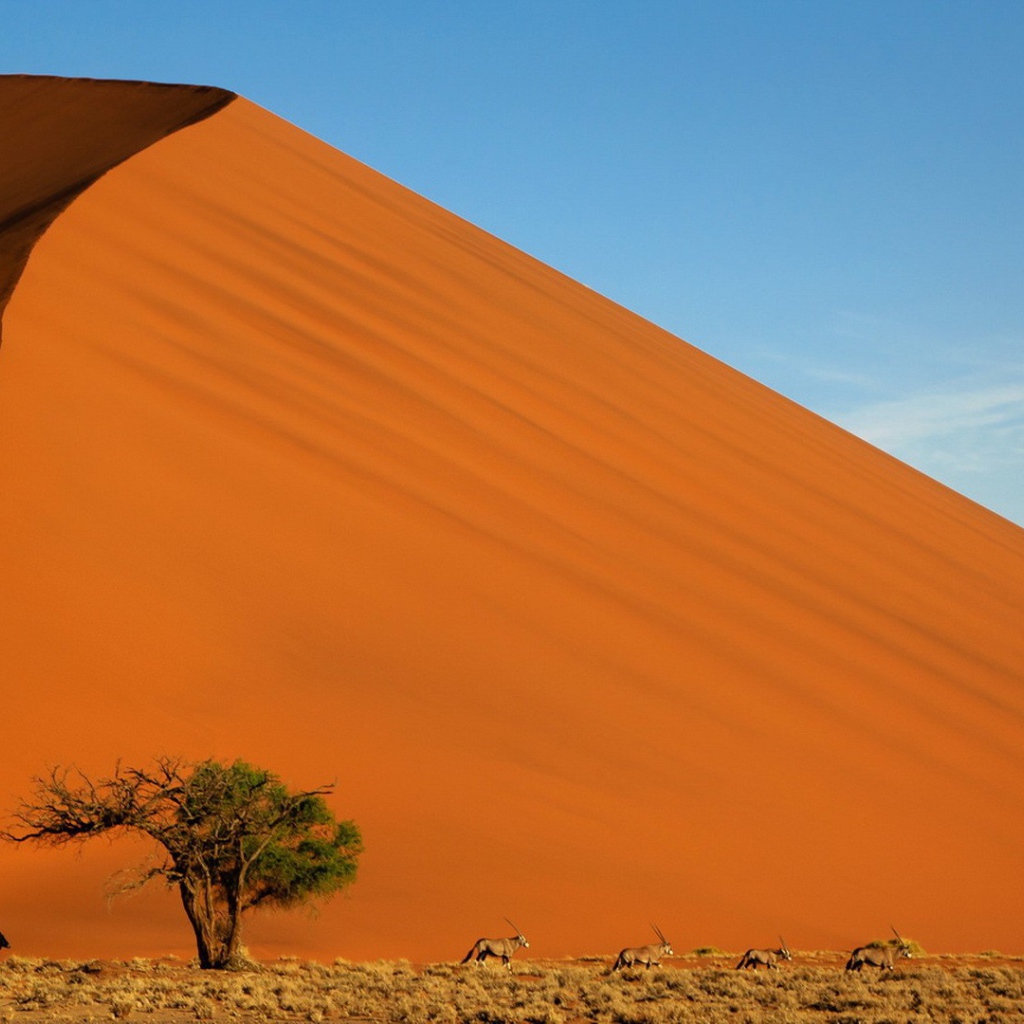 Зеленое дерево на фоне оранжевого бархана