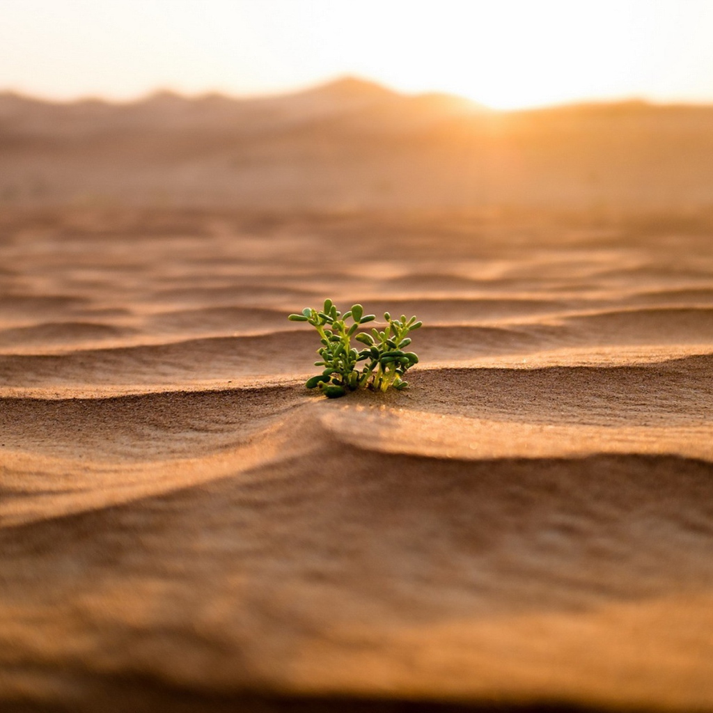 Одинокий зеленый росток среди пустыни