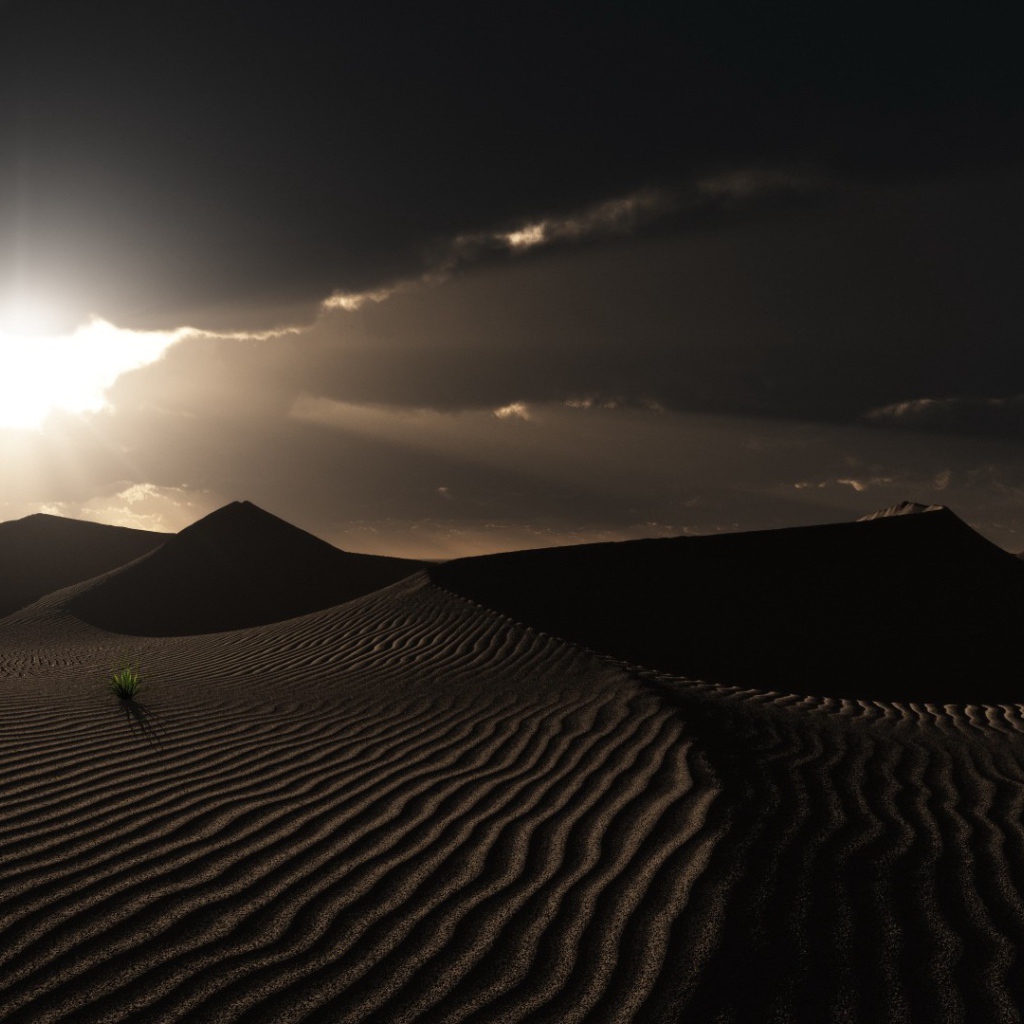 Одинокие растения в пустыне