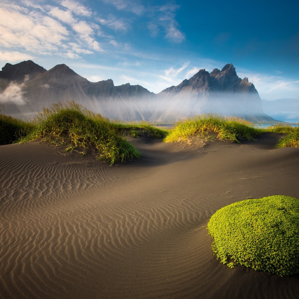 Растения на вершинах барханов в пустыне