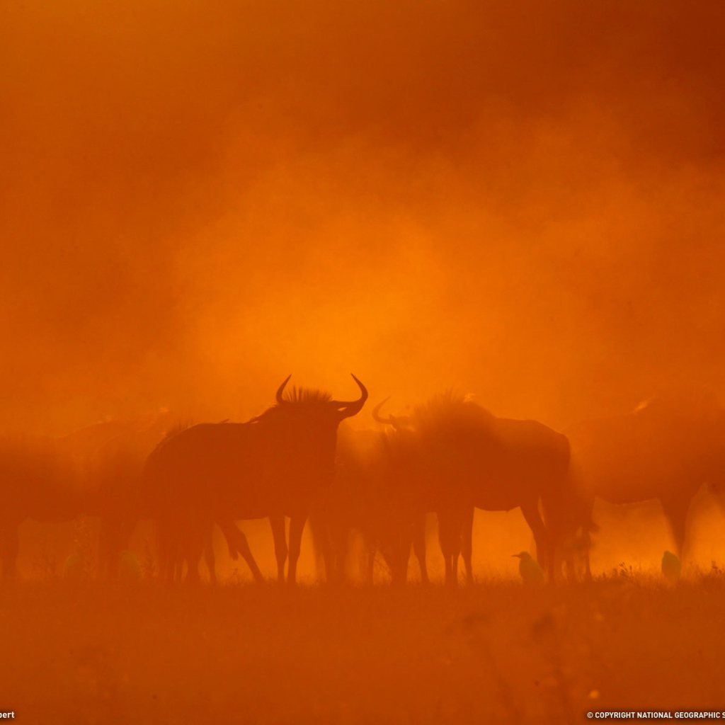 Песчаная буря в пустыне