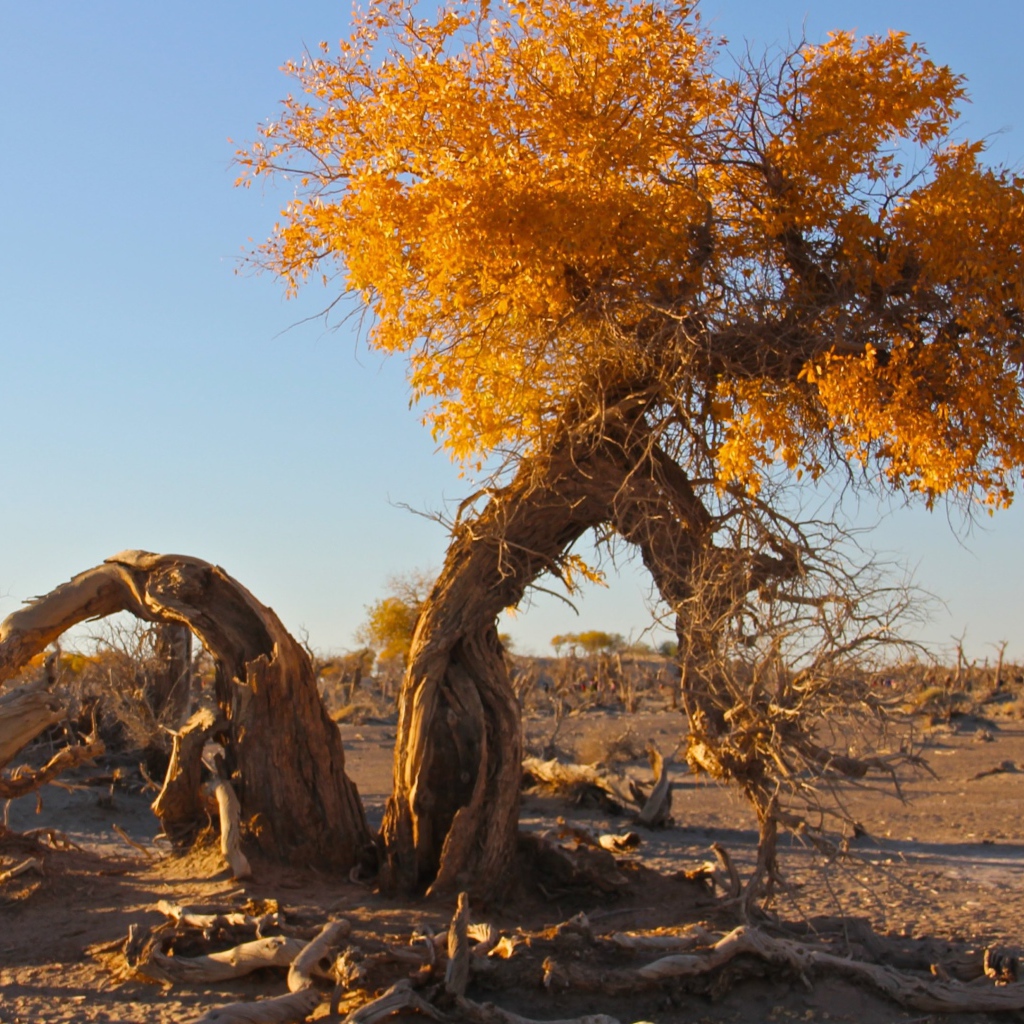 Полусухое дерево с желтыми листьями