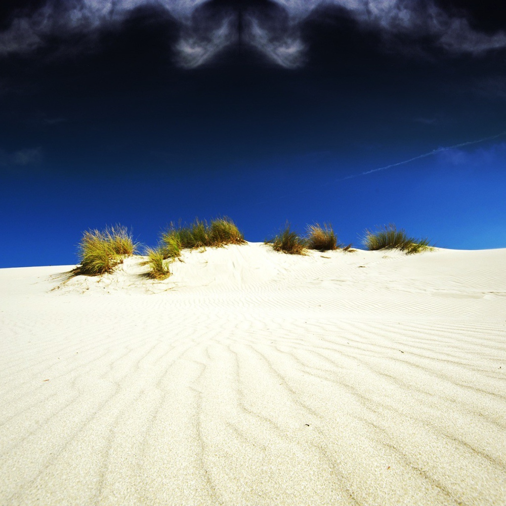 Растительность в белой пустыне