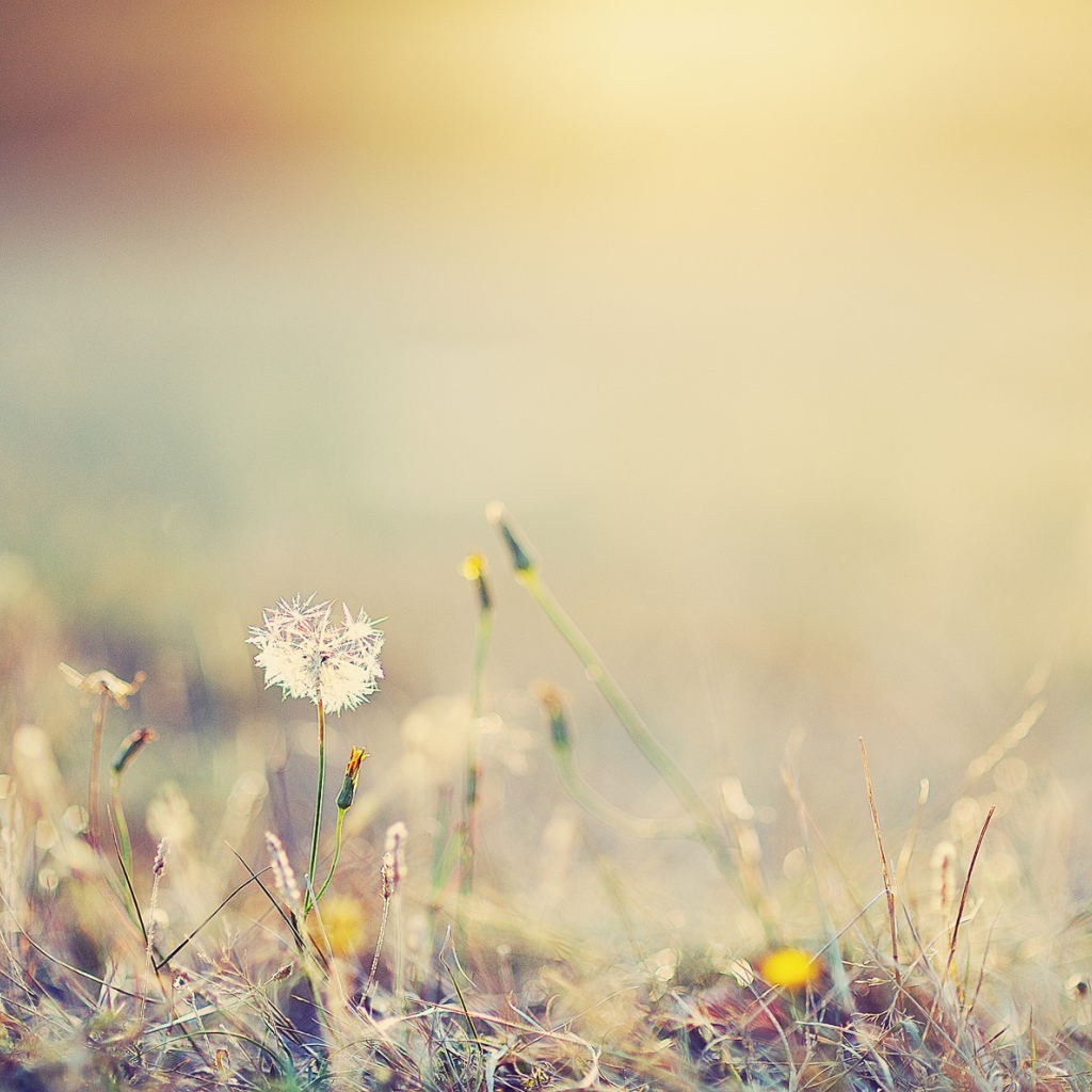 Одинокий одуванчик в поле