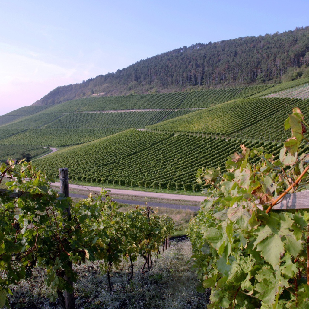 Аккуратные поля виноградников на склоне холма