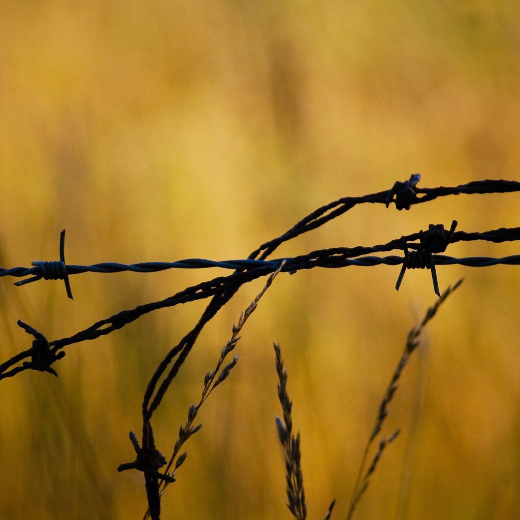 Колючая проволока в поле