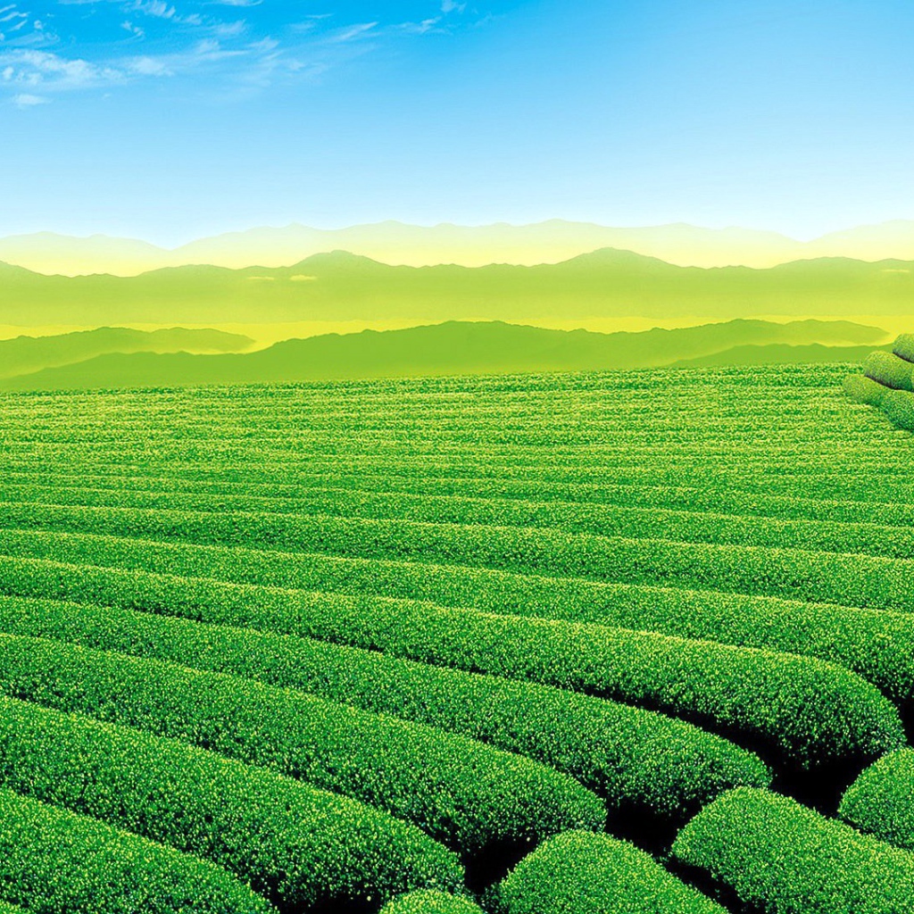 Красивое зеленое поле в холмистой местности