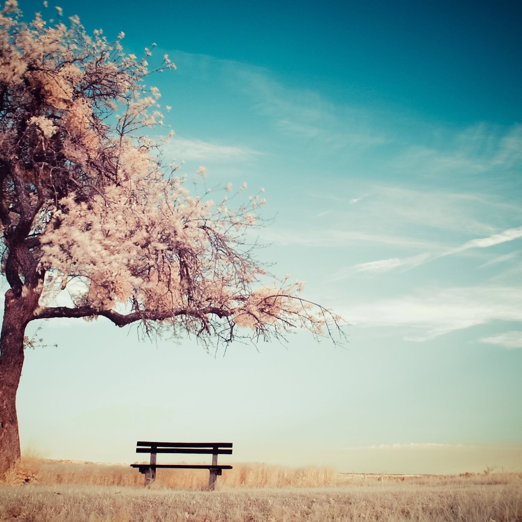 Скамья среди поля под цветущим деревом