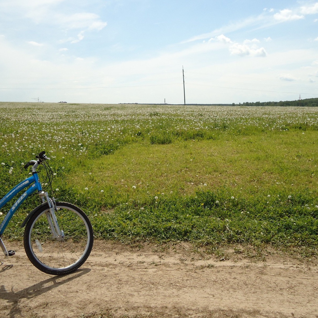 Велосипед на краю цветущего поля