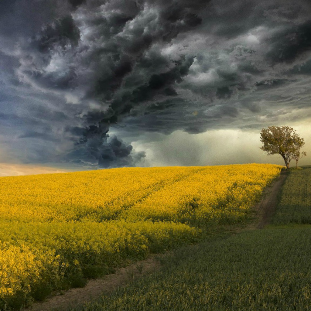 Цветущее поле на фоне грозы