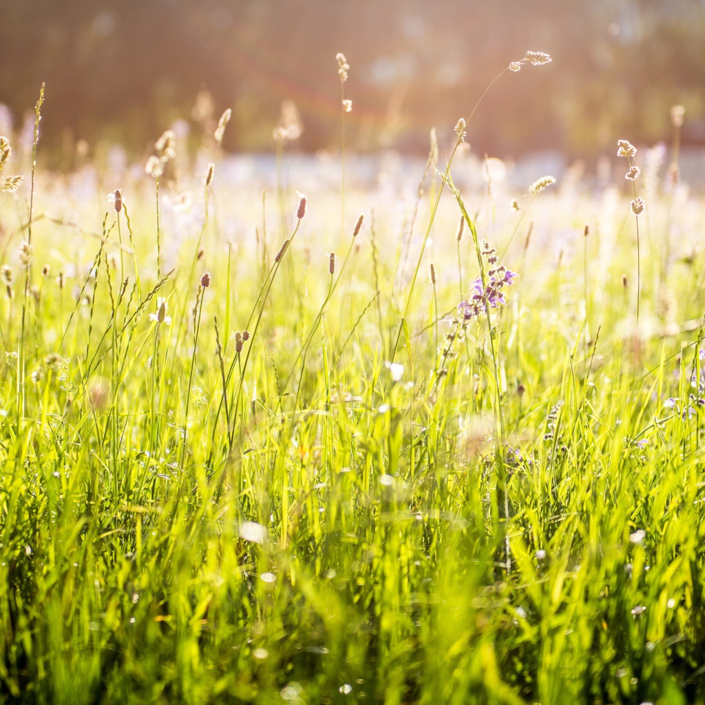 Ярко зеленая трава под солнцем