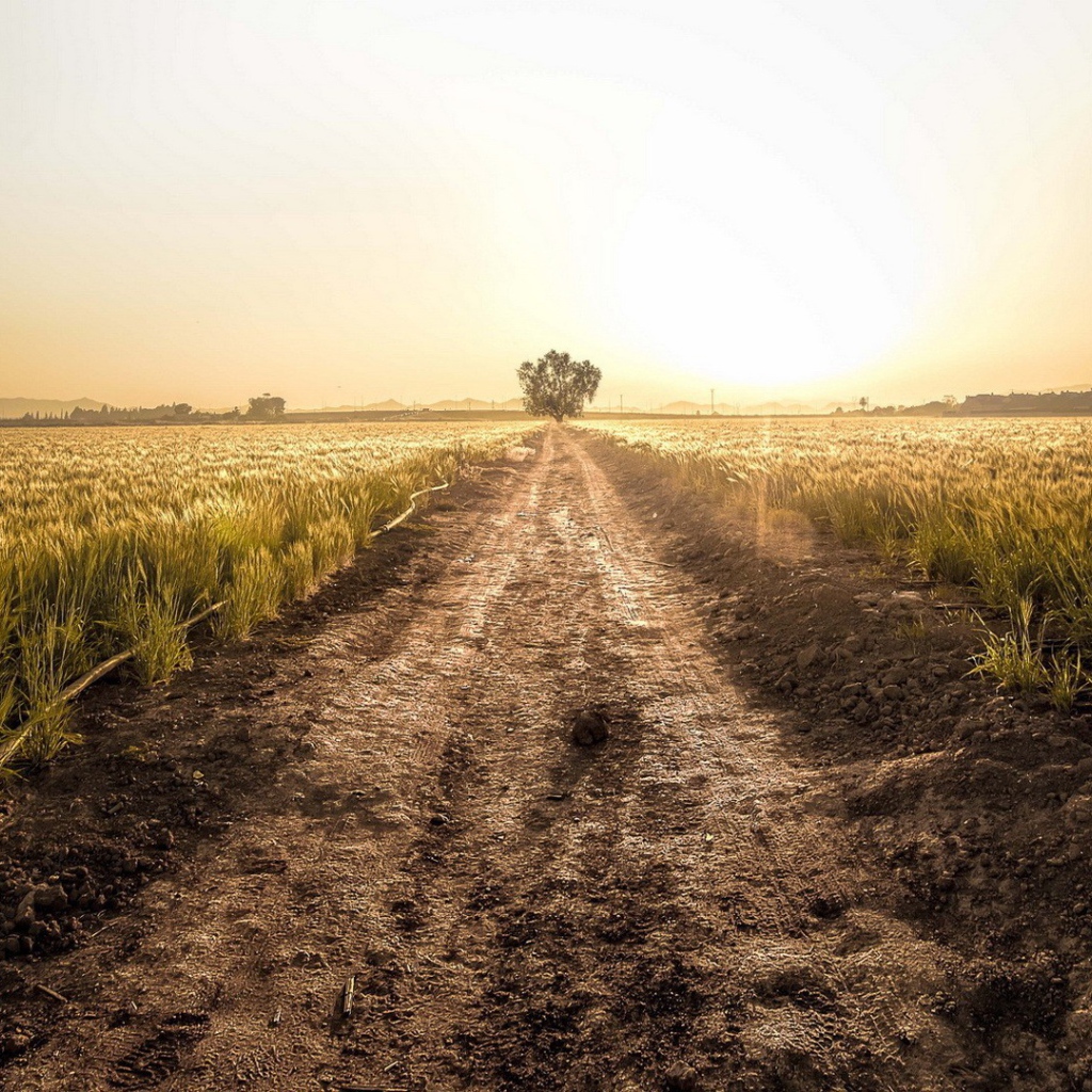 Грунтовая дорога среди фермерского поля