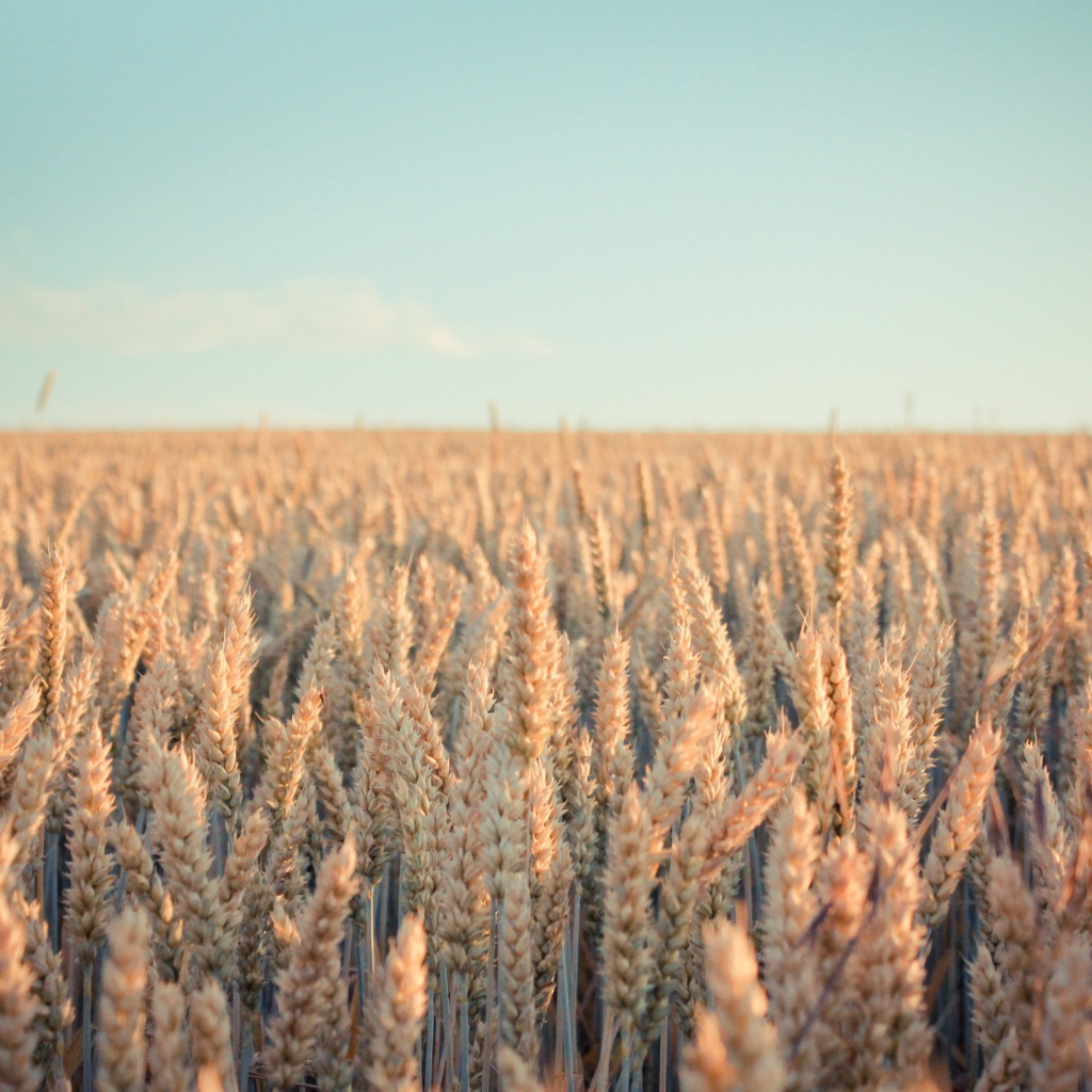 Поле зрелой пшеницы в лучах солнца