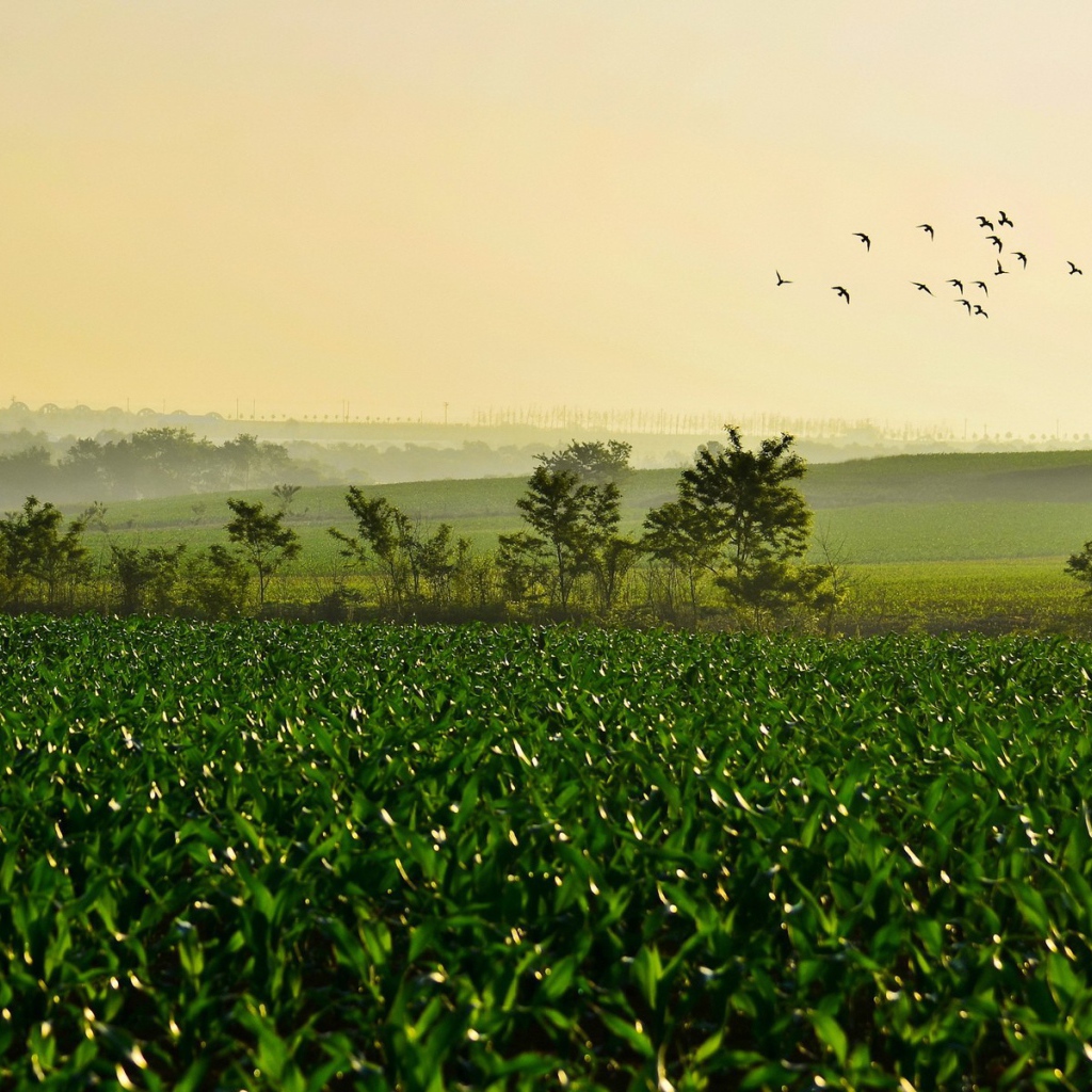 Поле молодых ростков чая