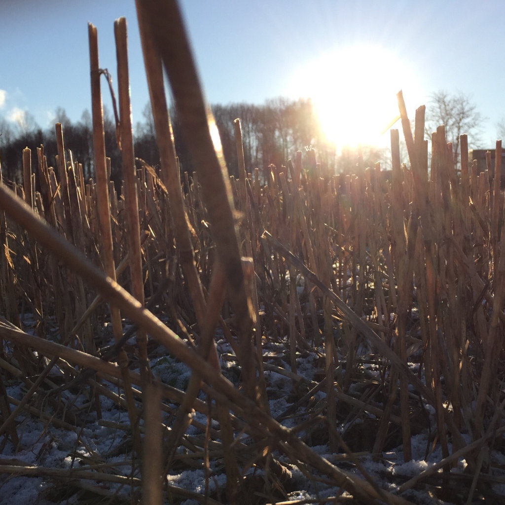 Первый снег на убранном поле