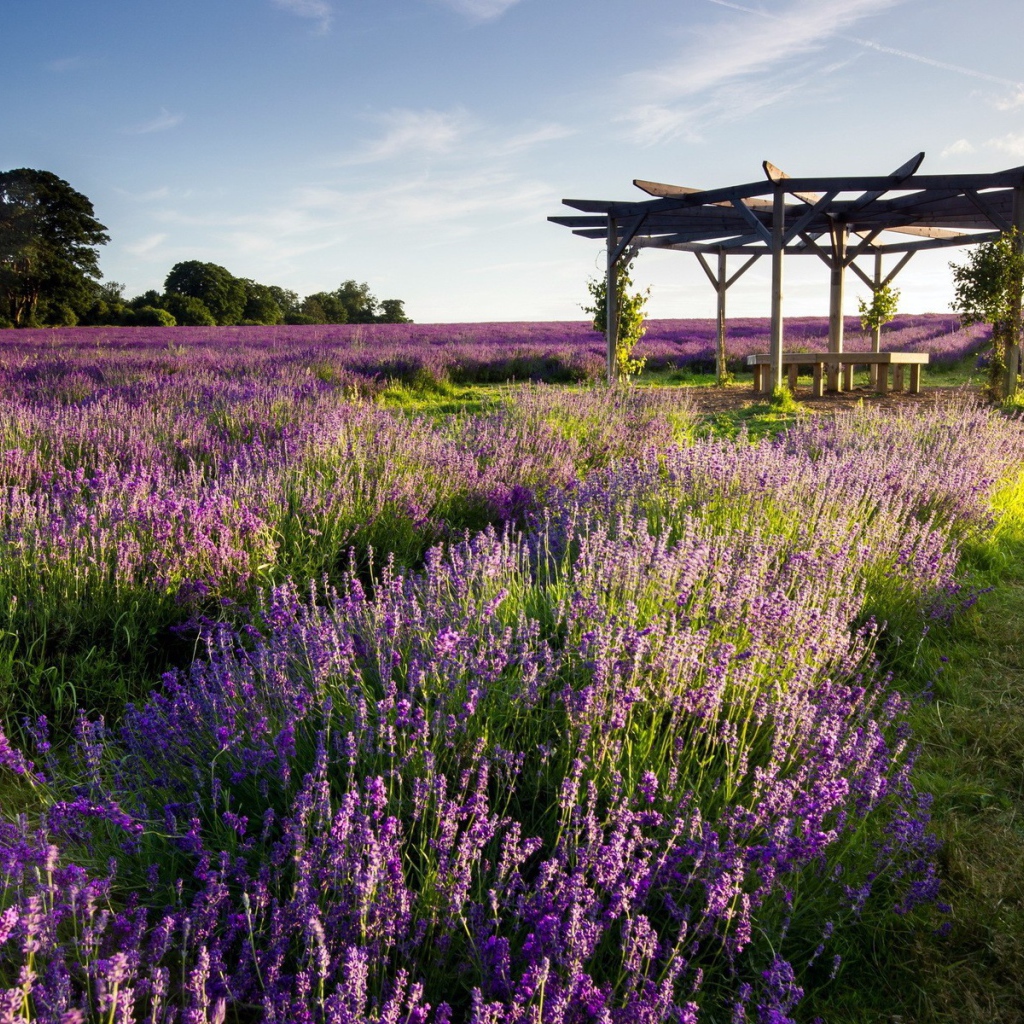 Беседка на поле лаванды