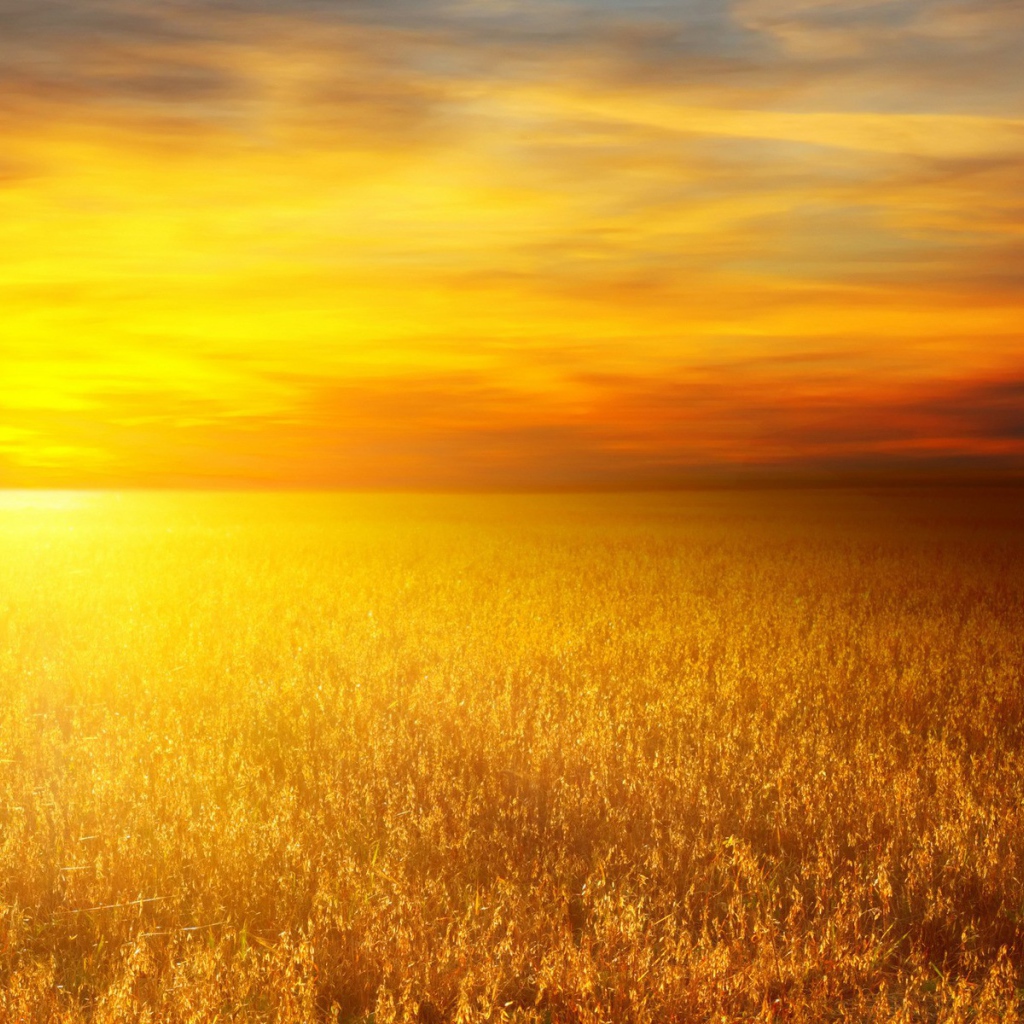 Золотое поле злаков