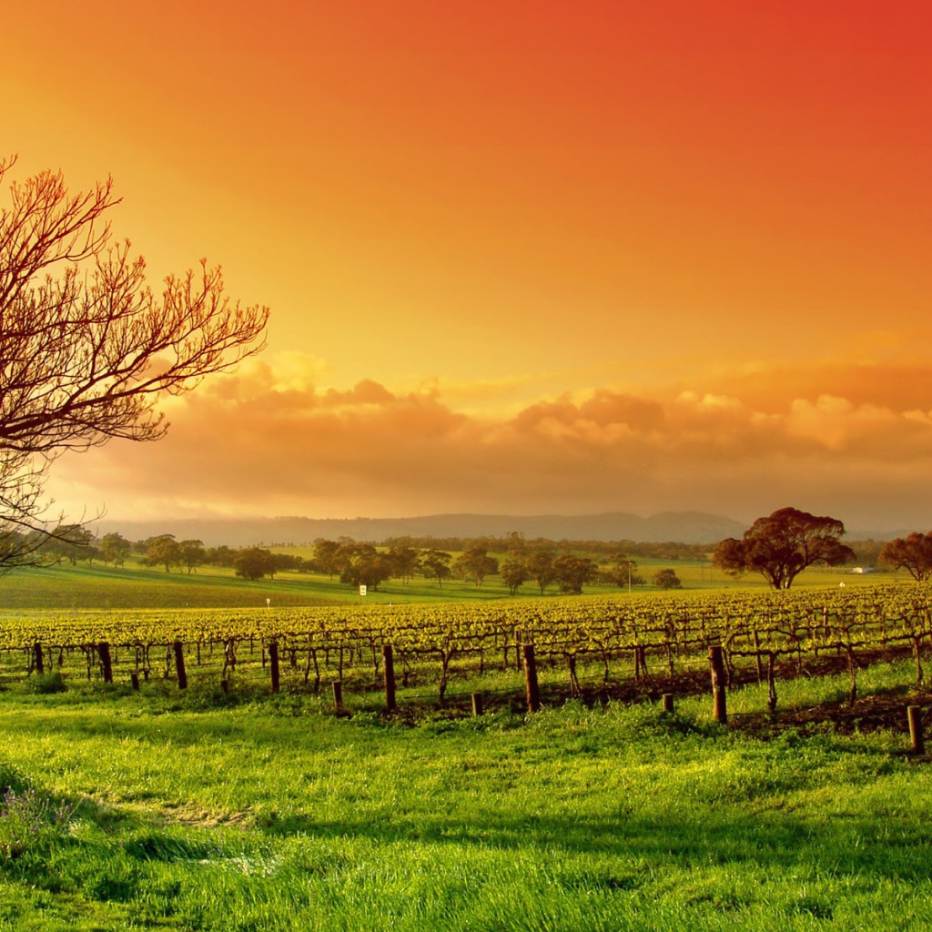 Виноградное поле весной