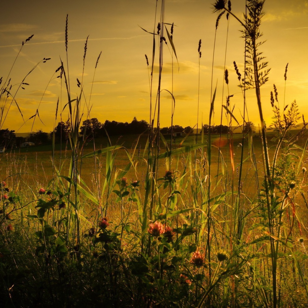 Полевая трава на фоне заката