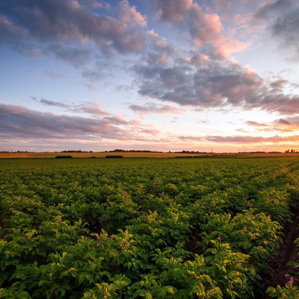 Зеленое сельское поле