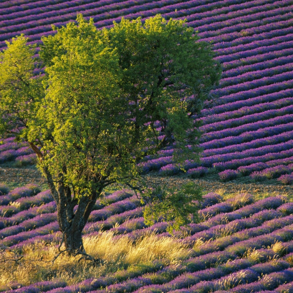 Зеленое дерево среди поля с лавандой