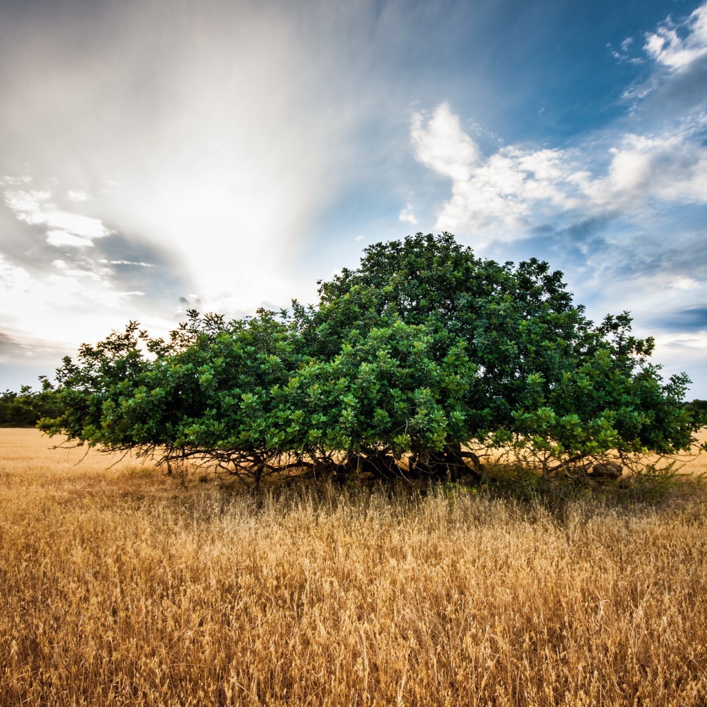 Зеленое дерево среди поля, фото HDR