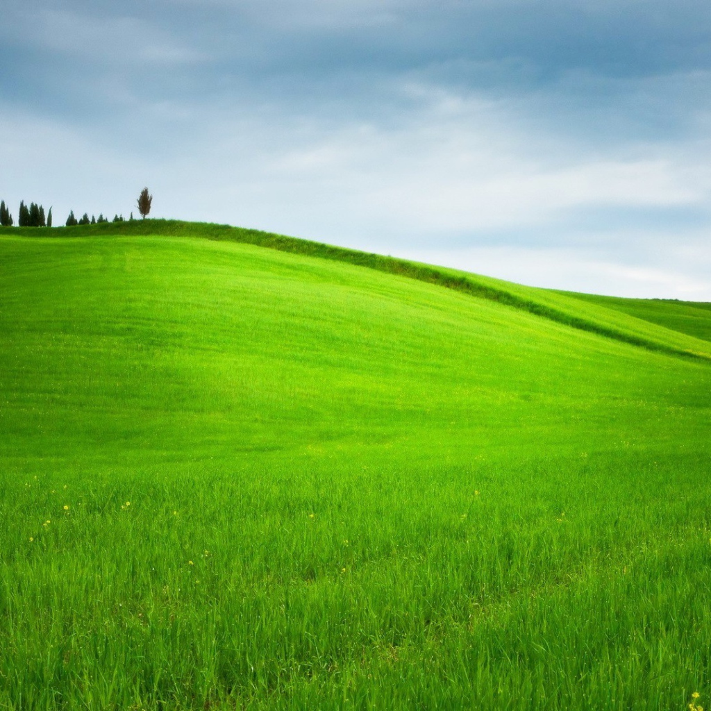 Ухоженное зеленое поле