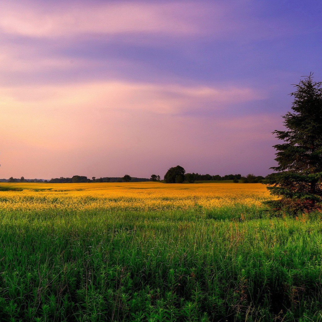 Сиреневое небо над желтым полем