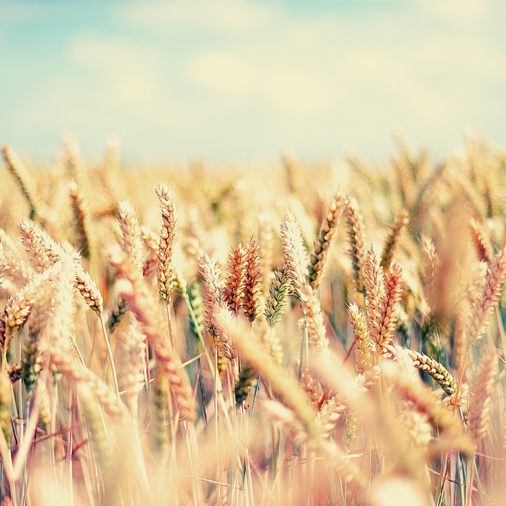 Созревающие злаковые культуры