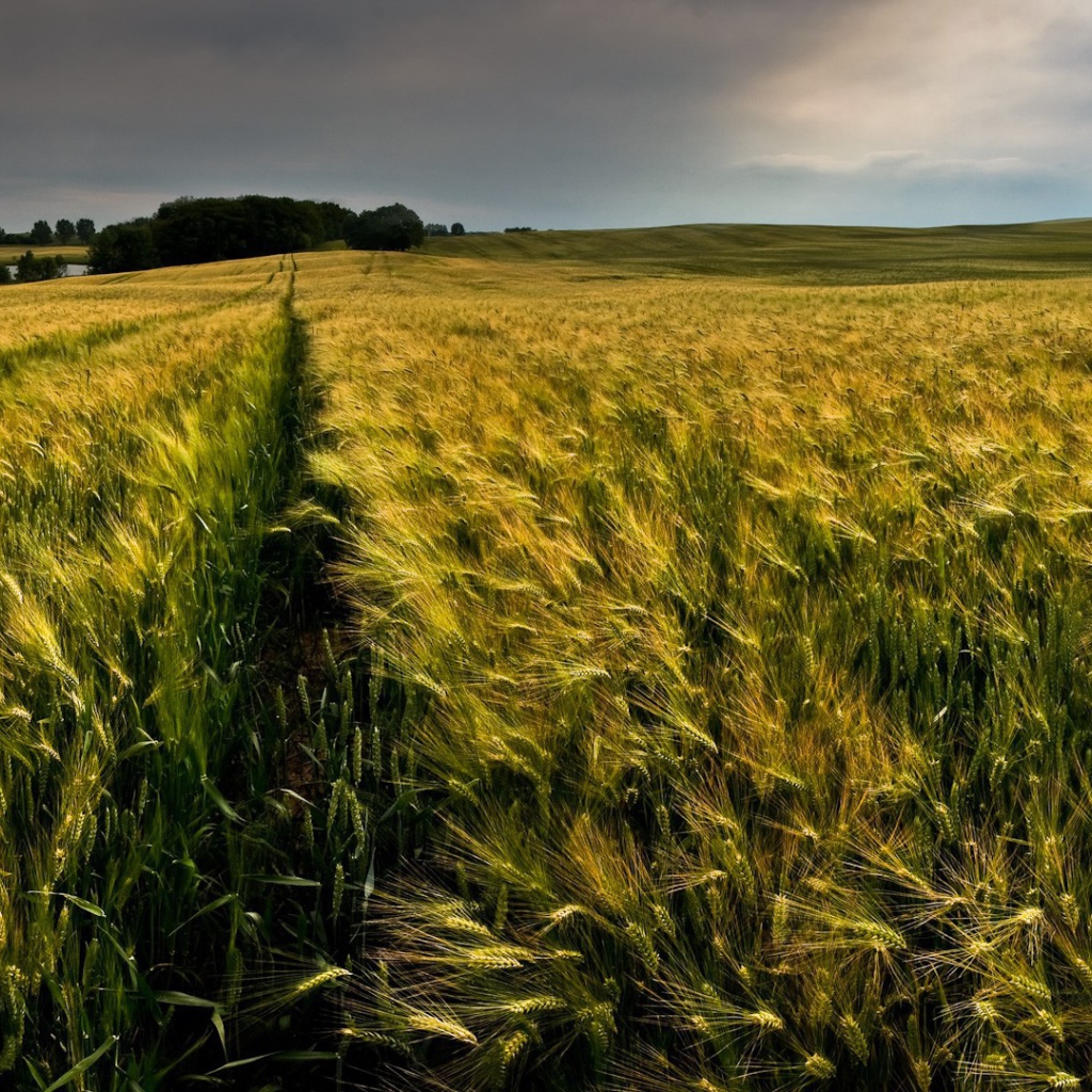 Ровные ряды колосков зеленой пшеницы