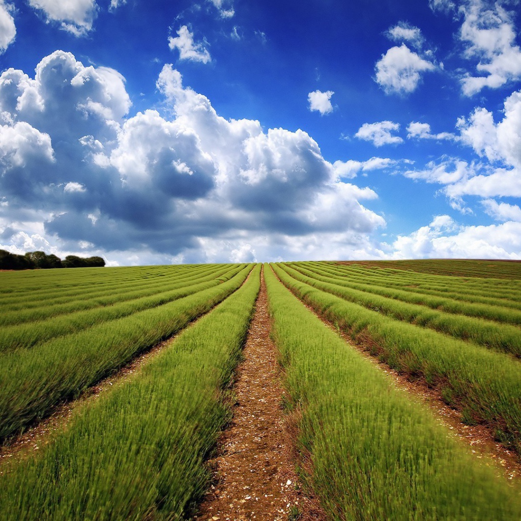 Аккуратные ряды молодой лаванды