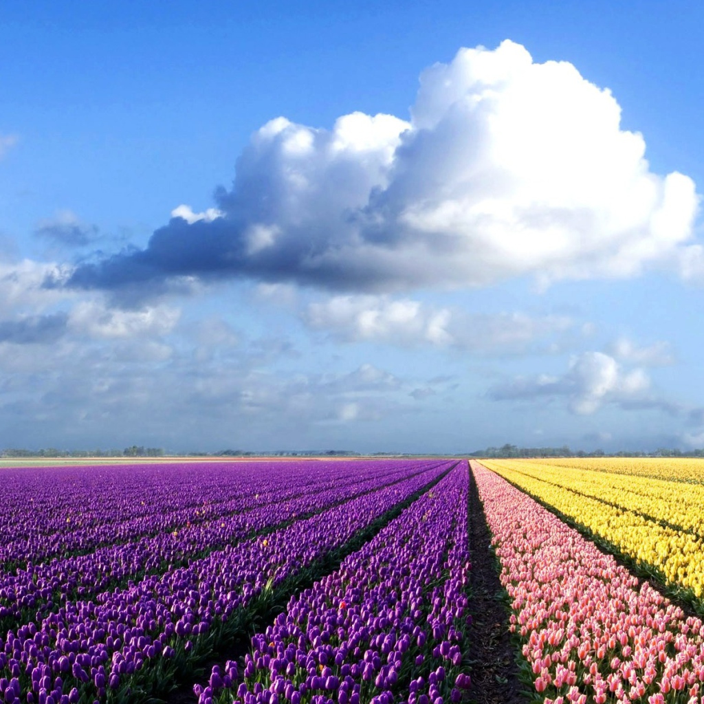 Фиолетовые, желтые и розовые тюльпаны на поле