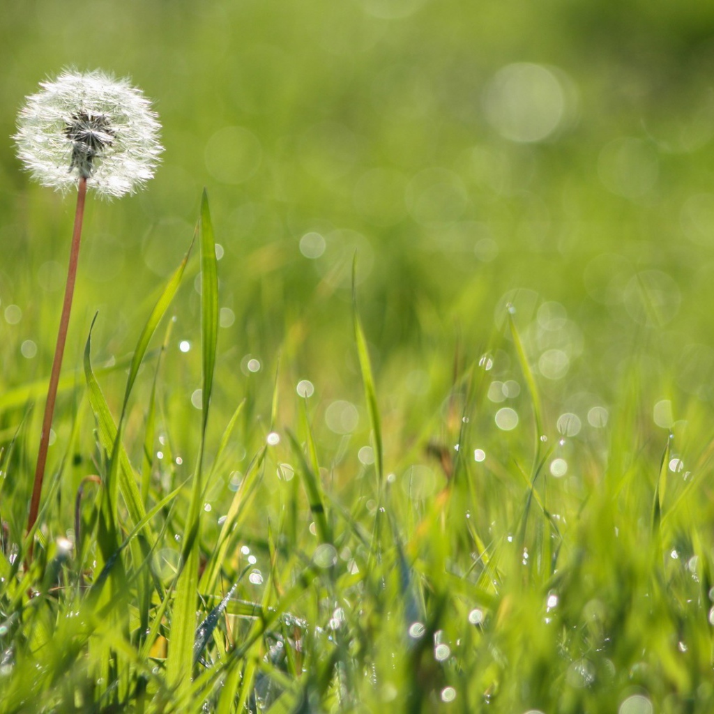 Созревший одуванчик среди зеленой травы