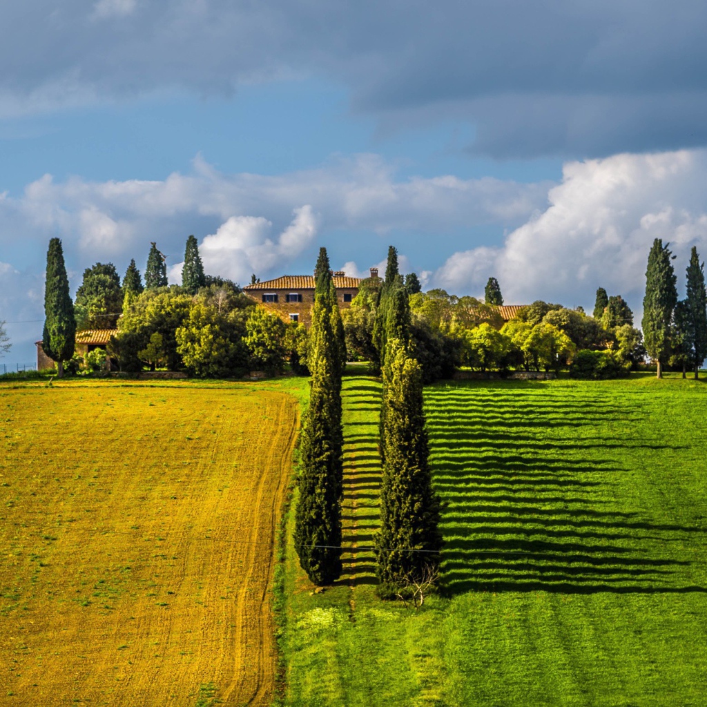 Ряды тополей между полями
