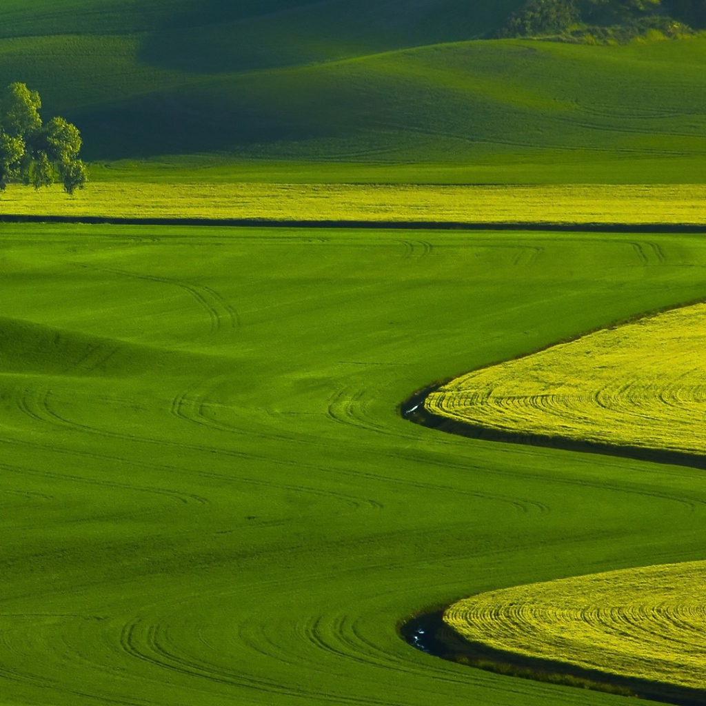 Оттенки зелени на полях