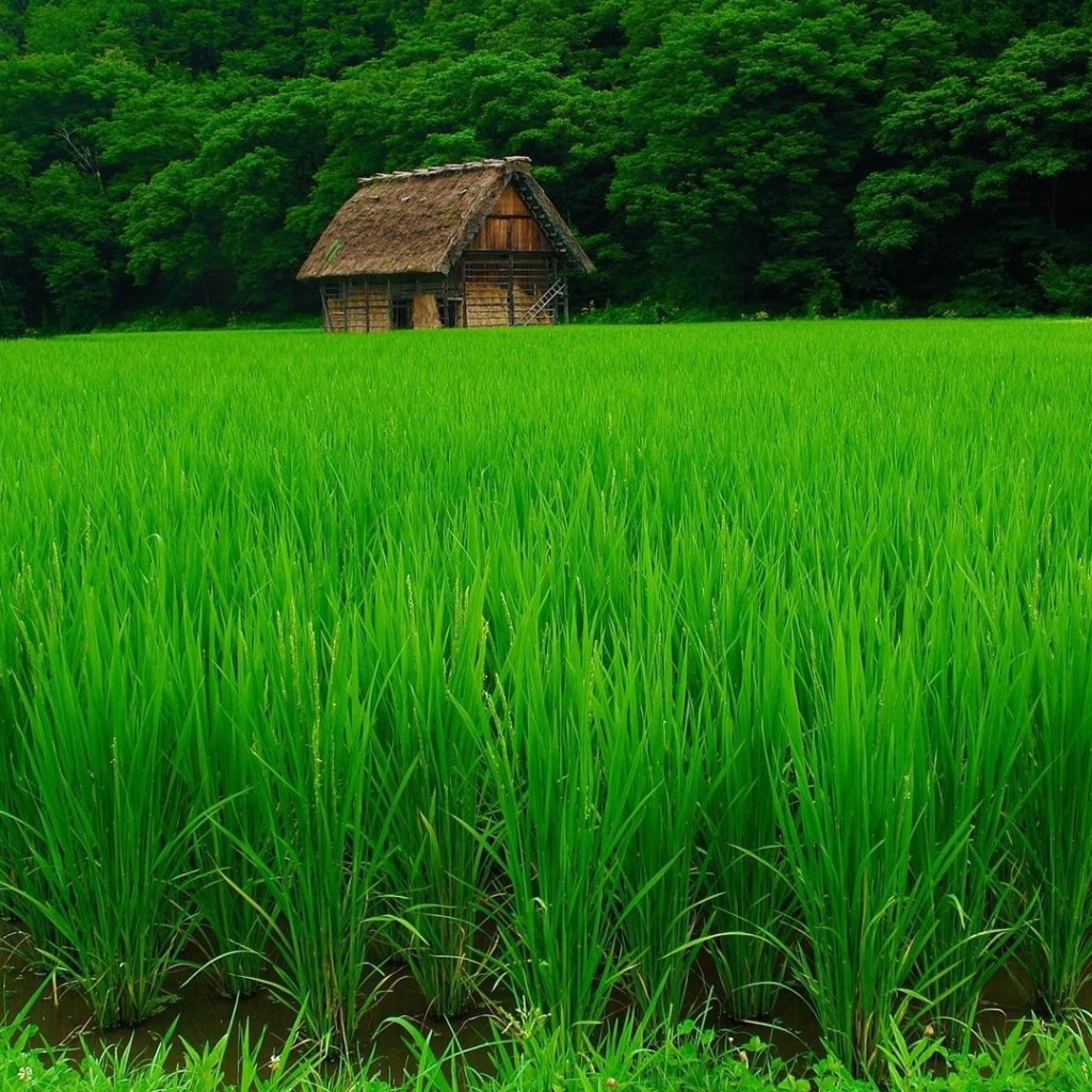 Сарай позади рисового поля
