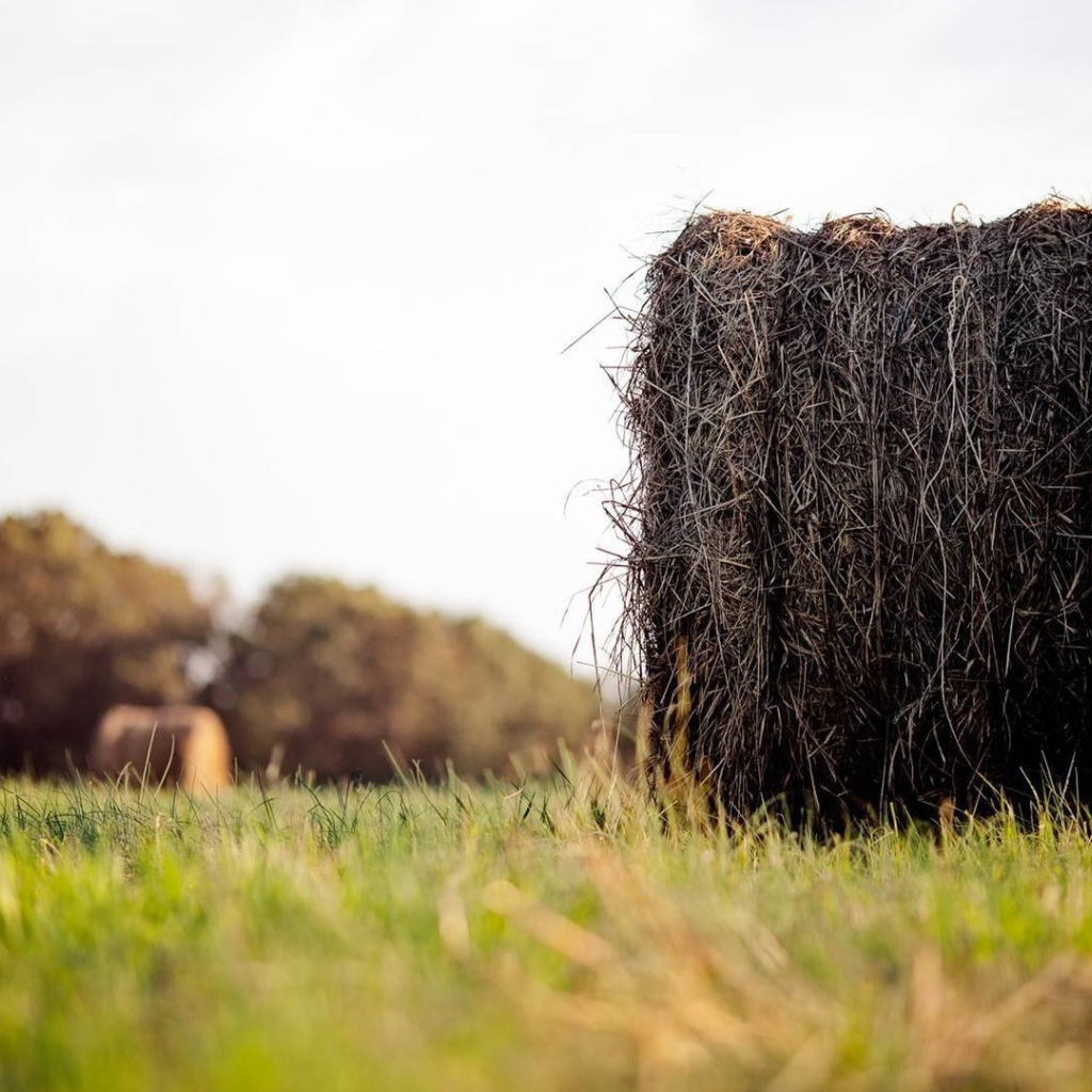 Моток сухого сена в поле
