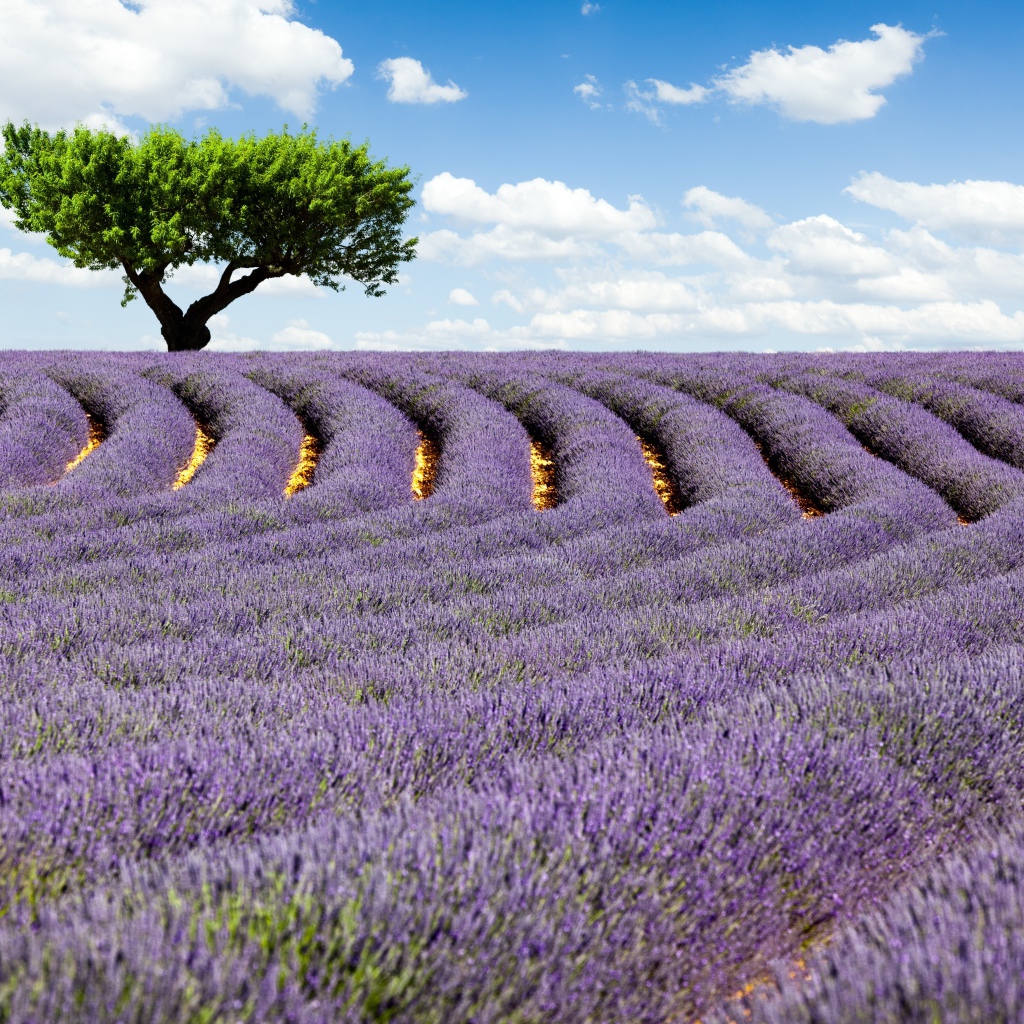 Дерево на поле лаванды