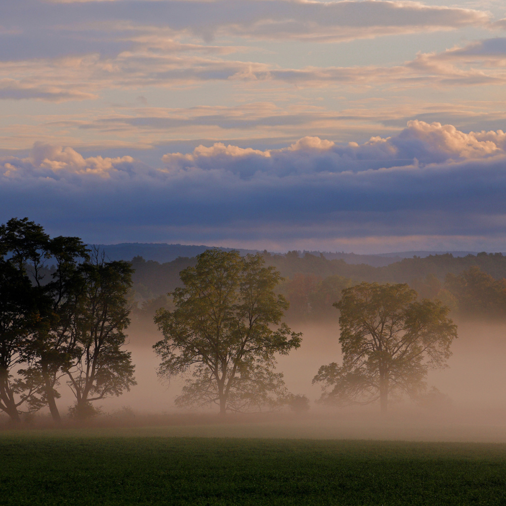Три дерева в тумане