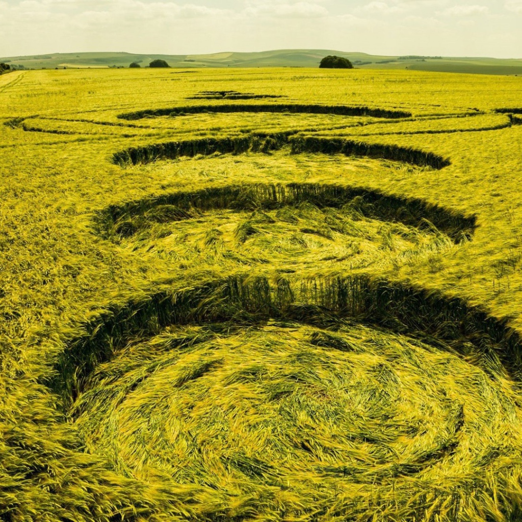 Следы посадки НЛО на пшеничном поле