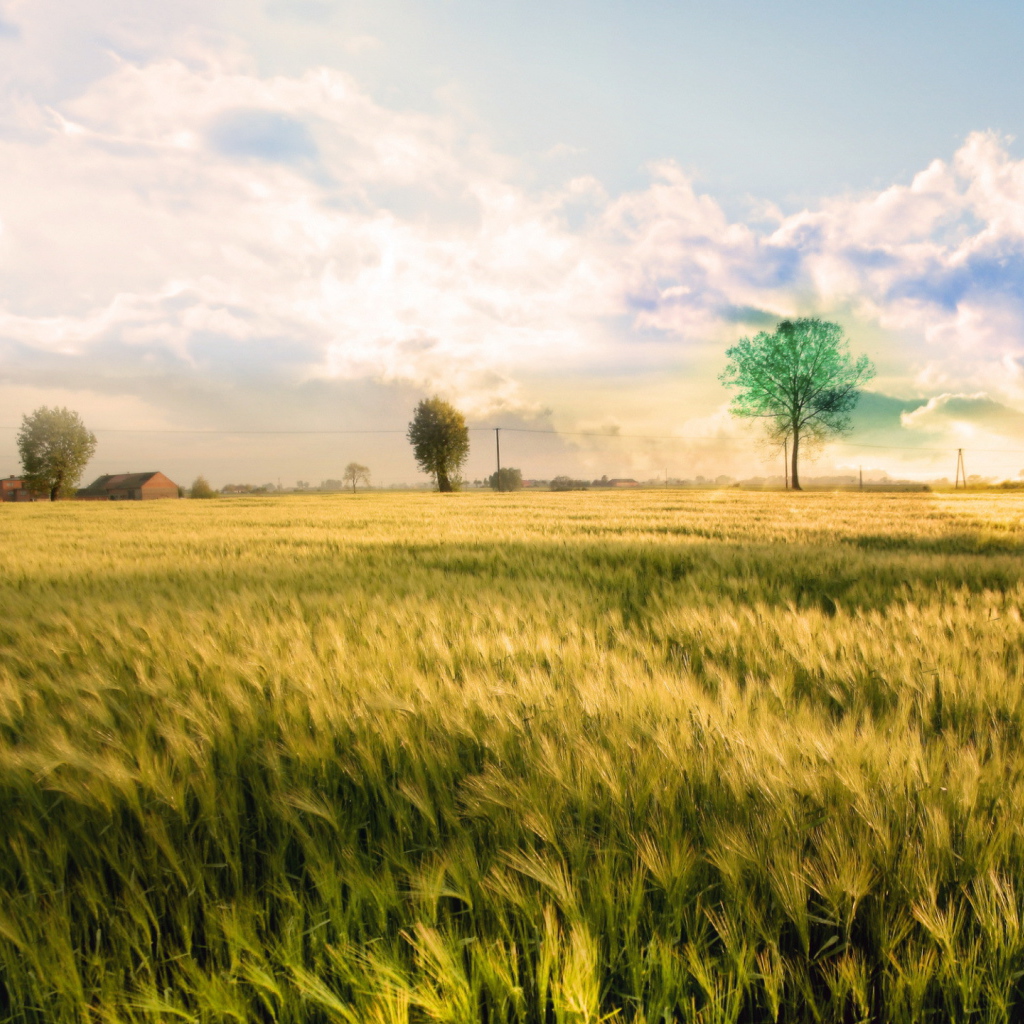 Белые облака над полем