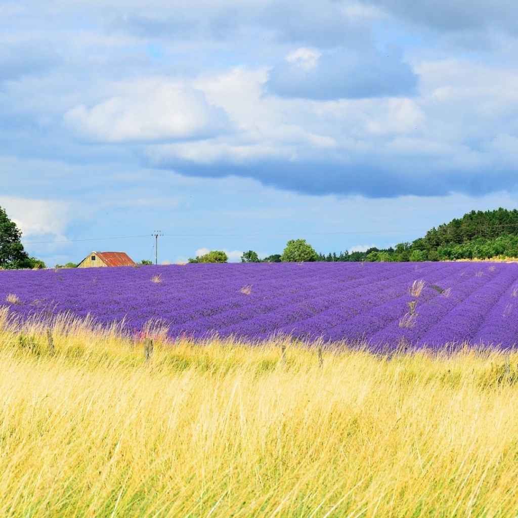 Желтое поле переходит в цветы лаванды