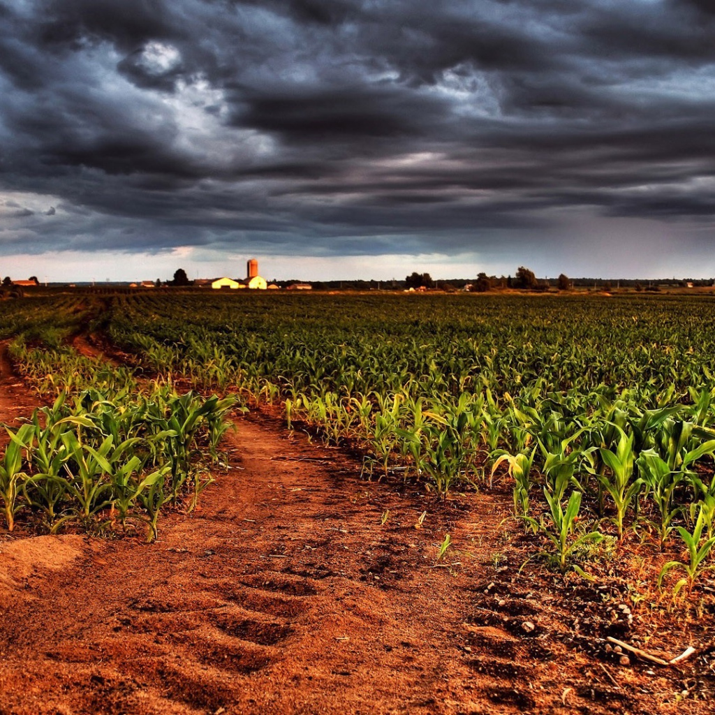 Молодая кукуруза на фермерском поле