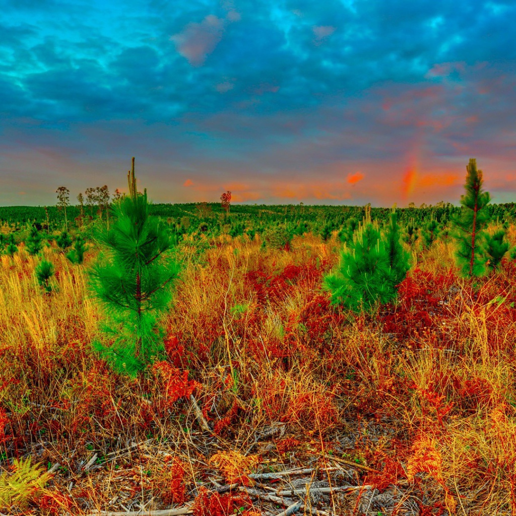 Молодые ели в поле