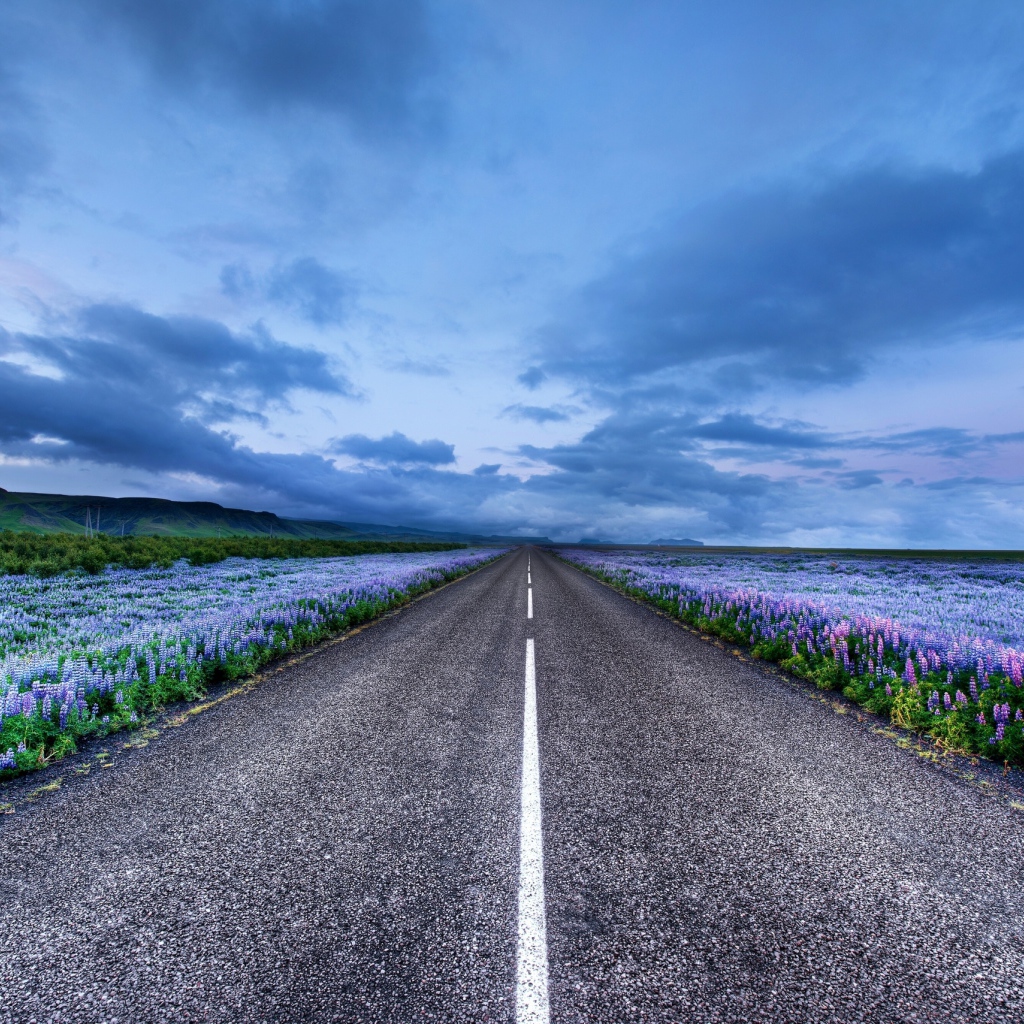 Дорога среди синих полей