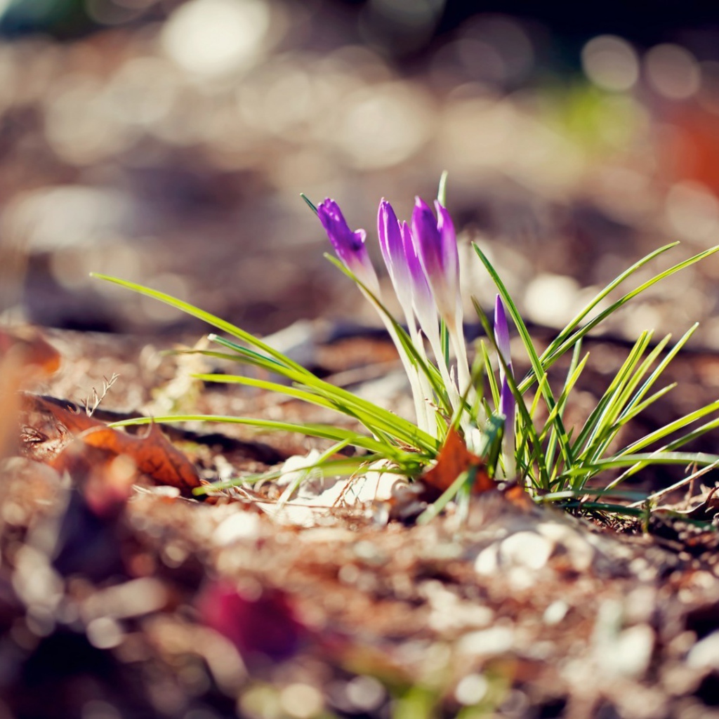 Маленький фиолетовый цветок на земле