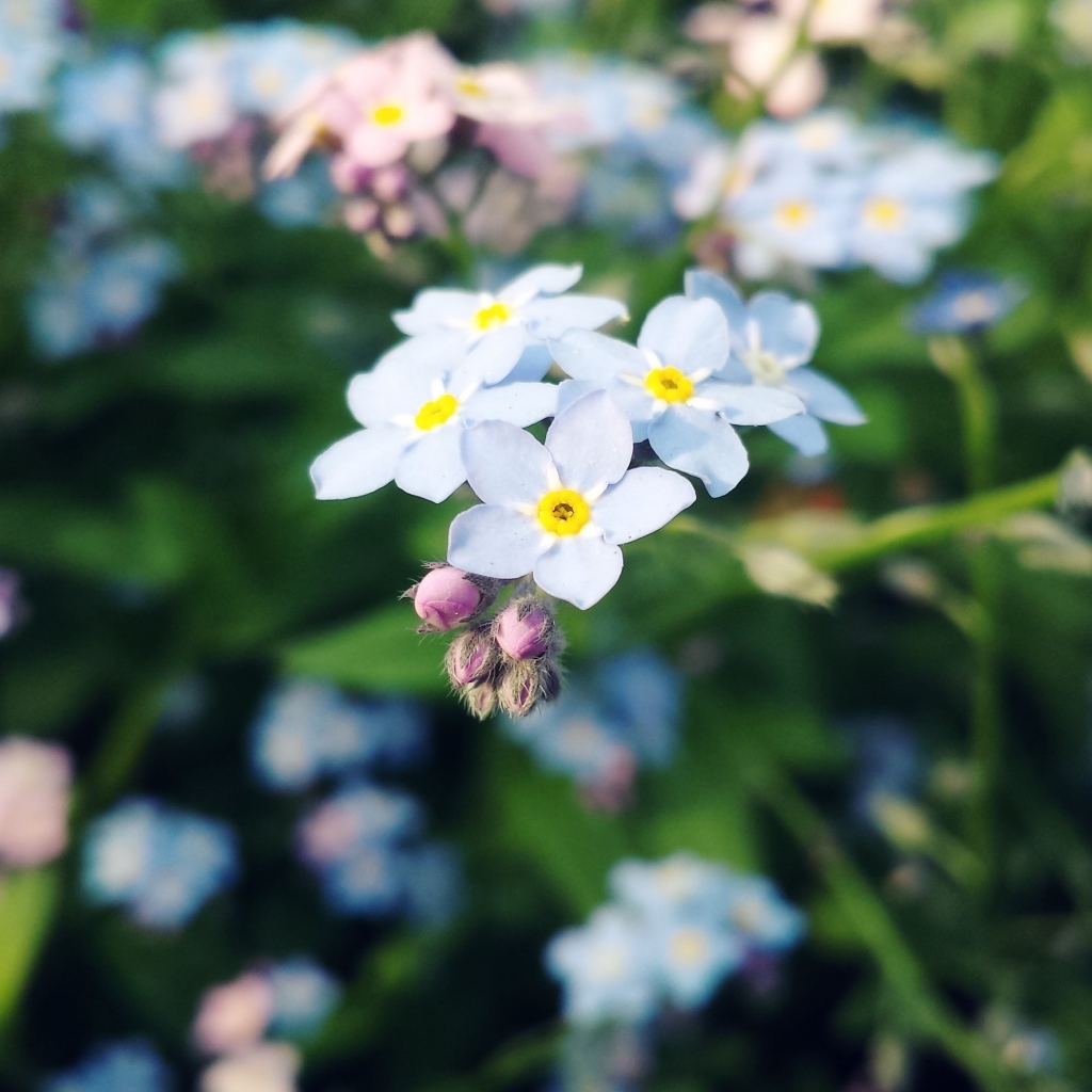 Красивые цветы незабудки