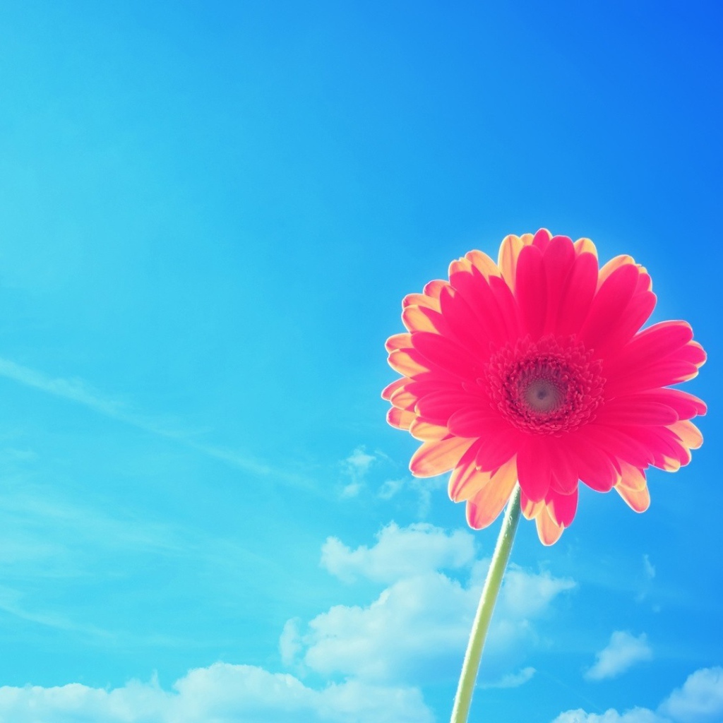 Красивый розовый цветок ромашки на фоне голубого неба